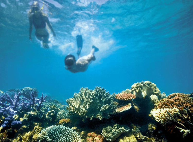 Dive into the Great Barrier Reef